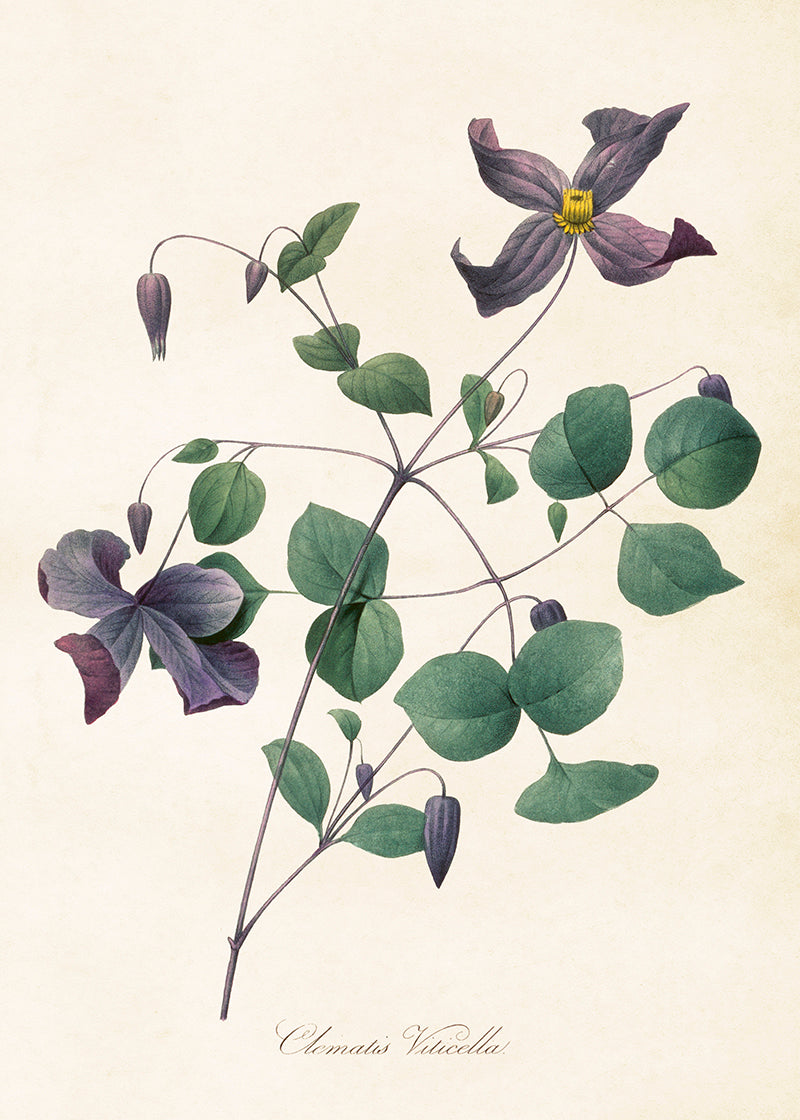 Wandposter Vintagedruck Clematis 50 x 70 cm