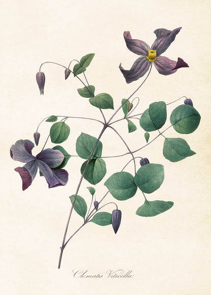 Wandposter Vintagedruck Clematis 50 x 70 cm