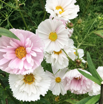 Wild Bouquets Cosmos Collection