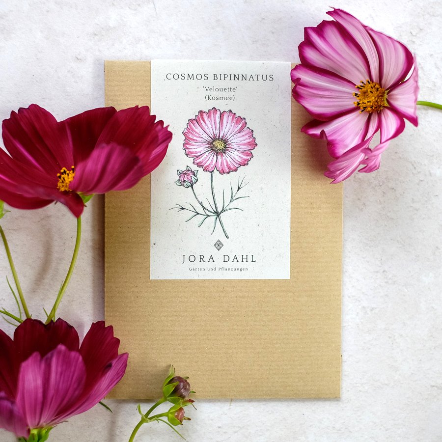 Cosmos Bipinnatus Velouette (Kosmee)
