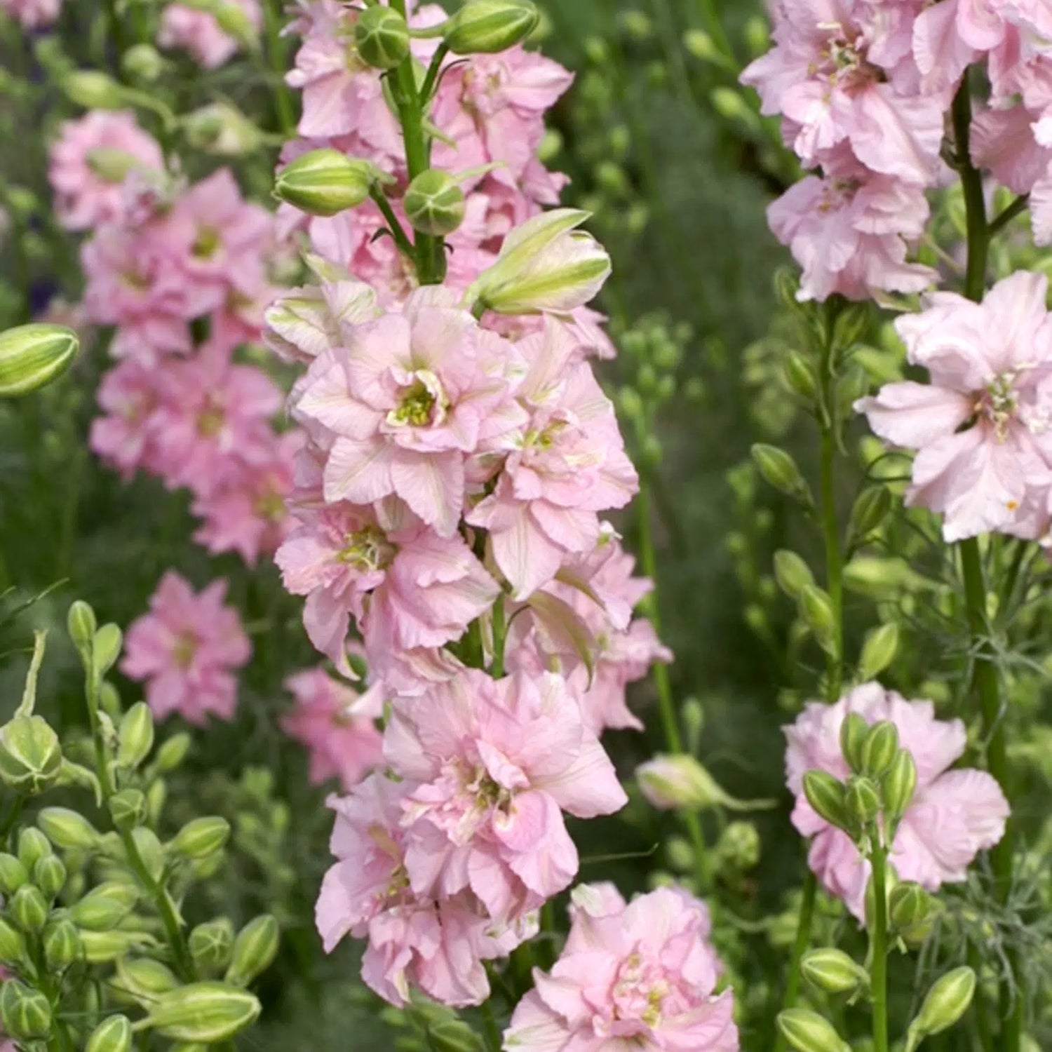 Slow Flower Garden – Ein ganzes Jahr voller Schnittblumen – inkl. gratis Dünger