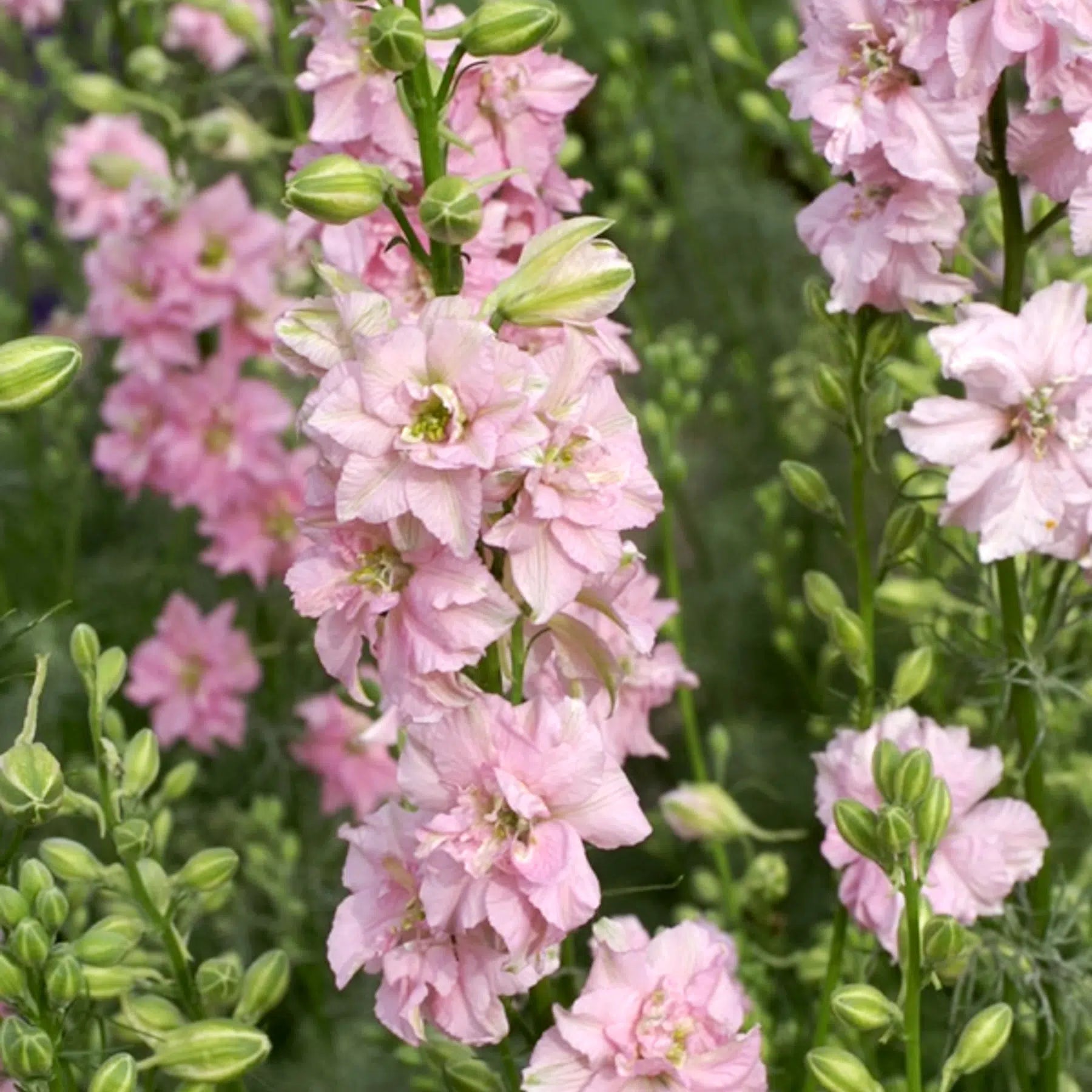 Slow Flower Garden – Ein ganzes Jahr voller Schnittblumen – inkl. gratis Dünger