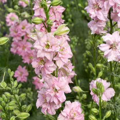 Slow Flower Garden – Ein ganzes Jahr voller Schnittblumen – inkl. gratis Dünger