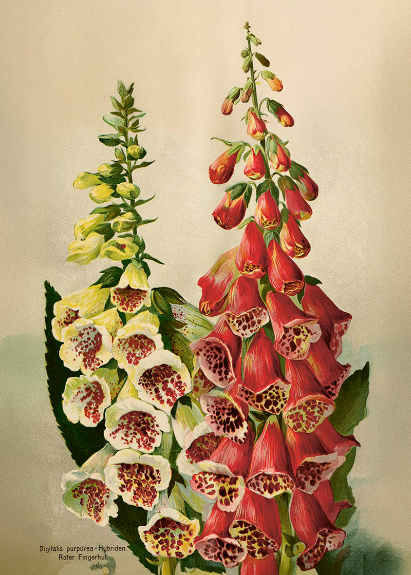 Wandposter Vintagedruck Fingerhut 50 x 70 cm