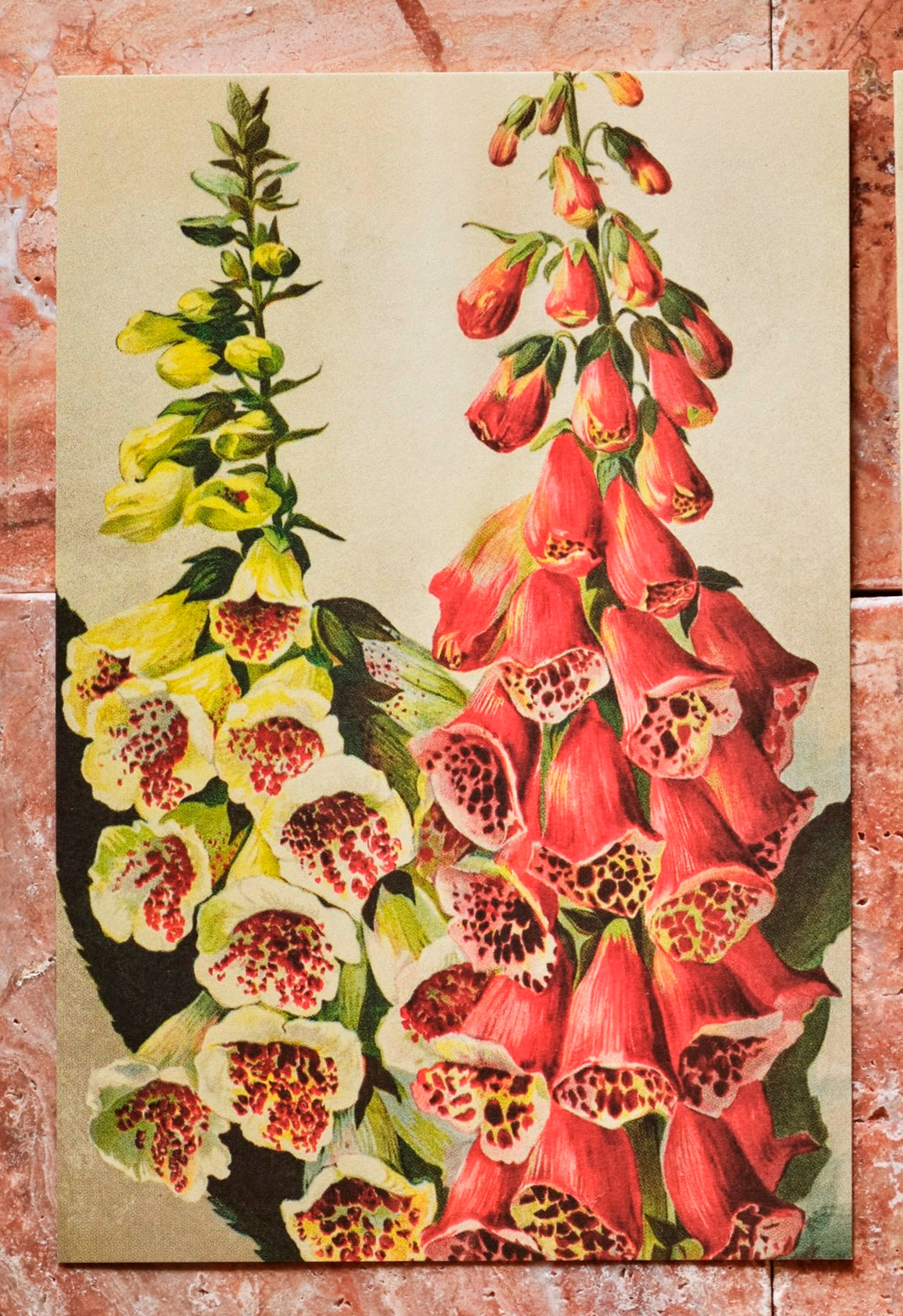 Wandposter Vintagedruck Fingerhut 50 x 70 cm