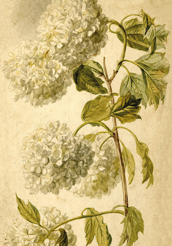 Wandposter Hydrangea 35 x 50 cm