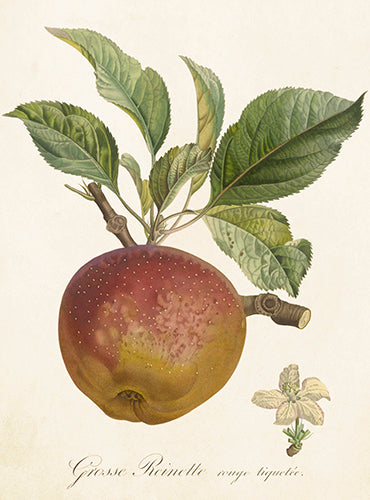 Kleine Doppelkarte mit Kuvert Apfel