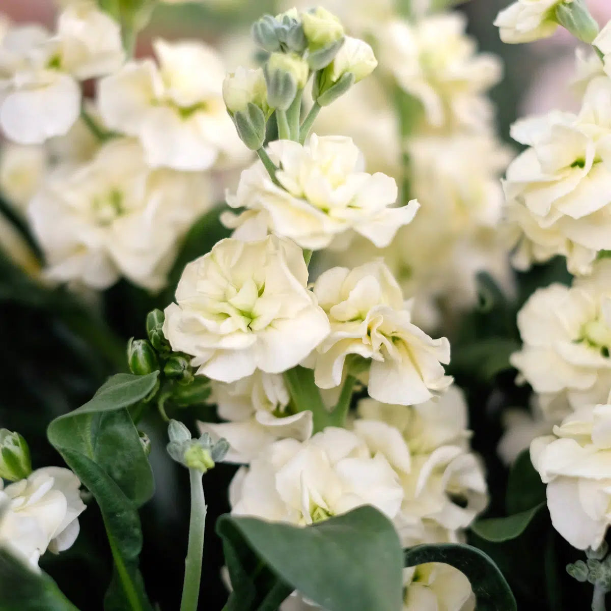 Slow Flower Garden – Ein ganzes Jahr voller Schnittblumen – inkl. gratis Dünger