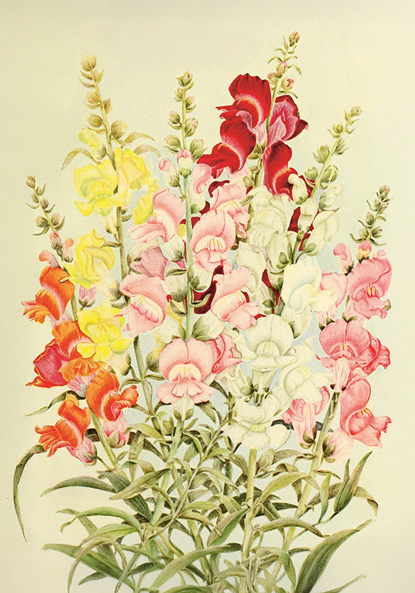 Wandposter Löwenmäulchen 35 x 50 cm