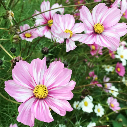 Wild Bouquets Cosmos Collection