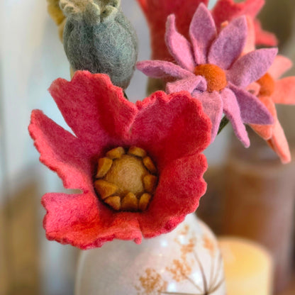 Mohnblume - Himbeere