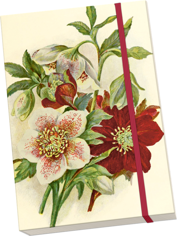 Notizbuch Helleborus