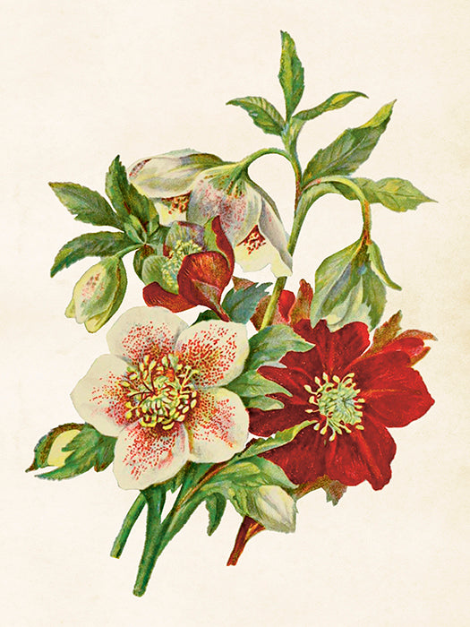 Vintage Druck Helleborus 18 x 24 cm