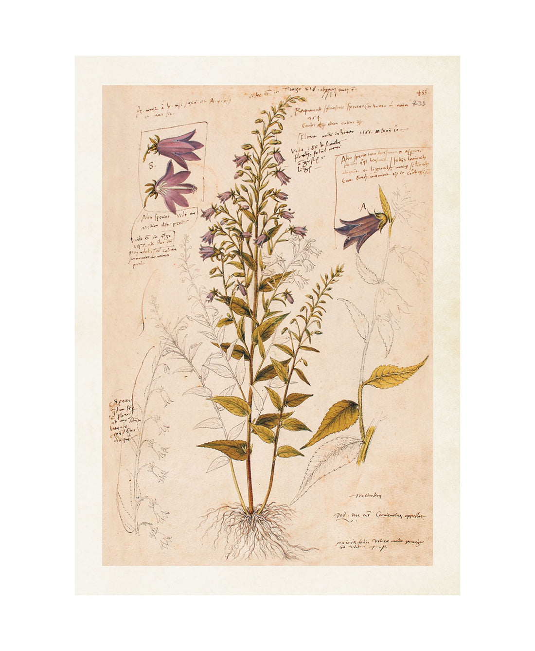 Wandposter Anno 1550, Bluebell 50 x 70 cm