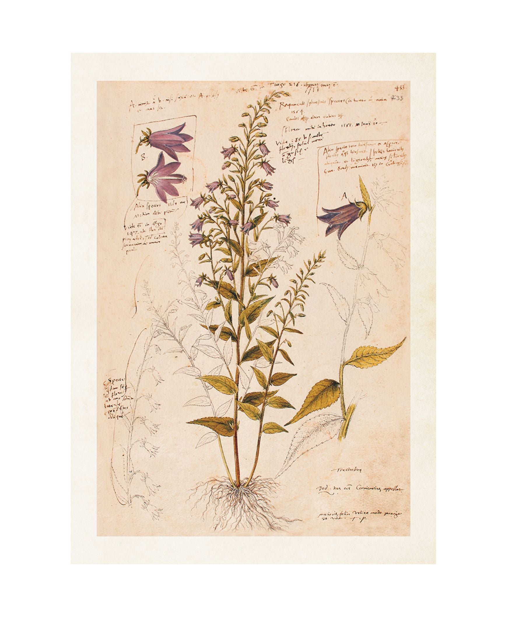 Wandposter Anno 1550, Bluebell 50 x 70 cm