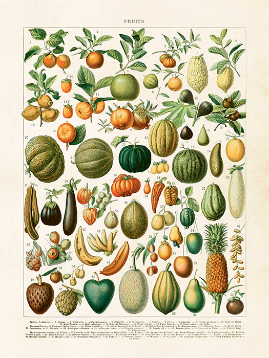 Vintage Druck Fruits 18 x 24 cm