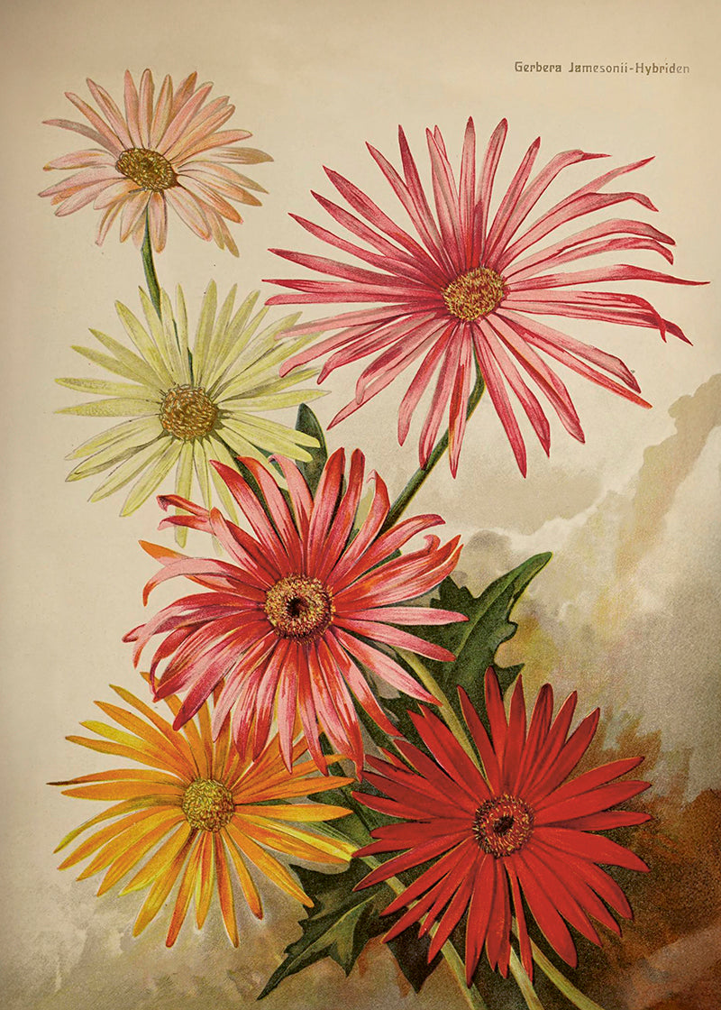 Wandposter Vintagedruck Gerbera 50 x 70 cm