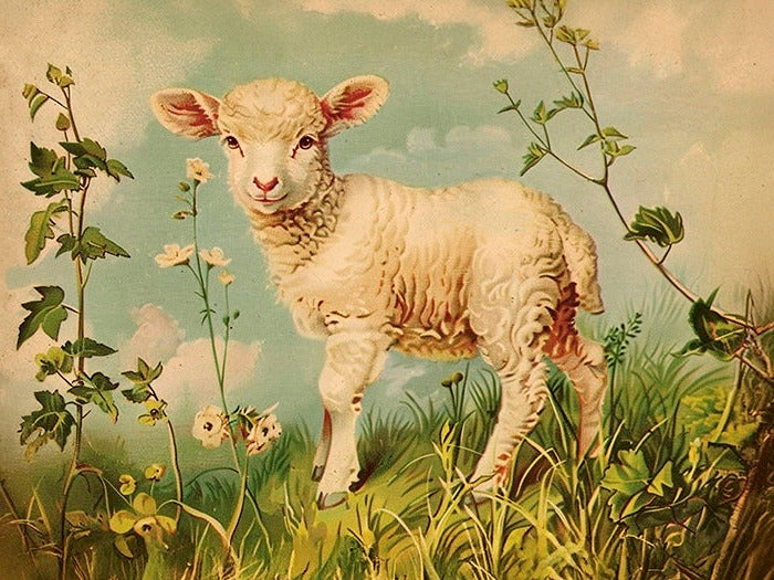 Vintage Druck Lämmchen 18 x 24 cm