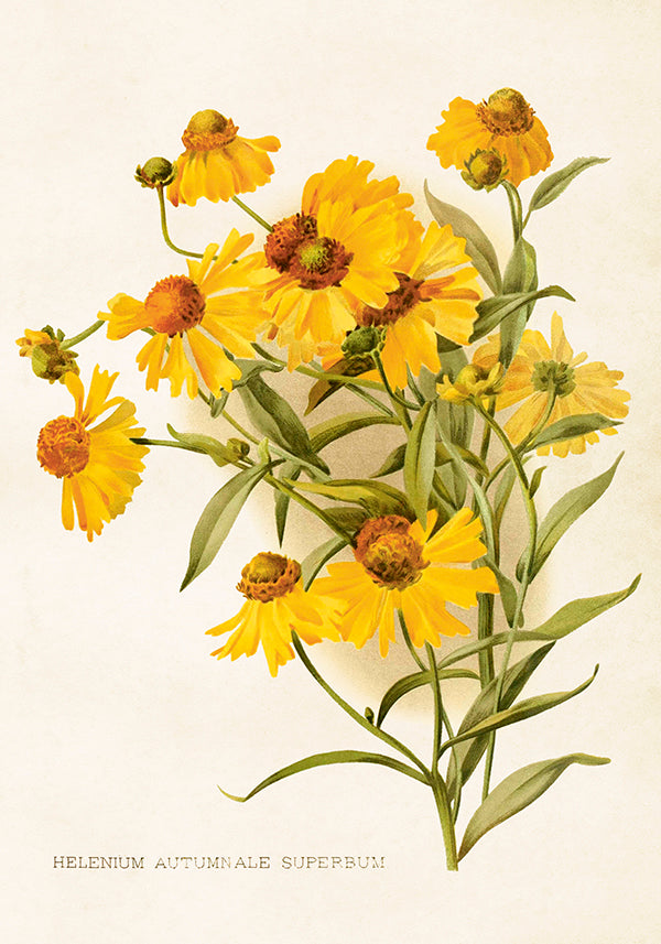 Wandposter Sonnenbraut 35 x 50 cm