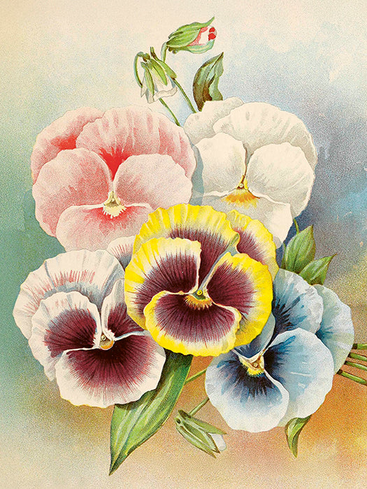 Vintage Druck Stiefmütterchen Pastell 18 x 24 cm