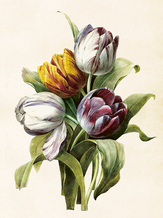 Vintage Druck Tulpen Purple 18 x 24 cm