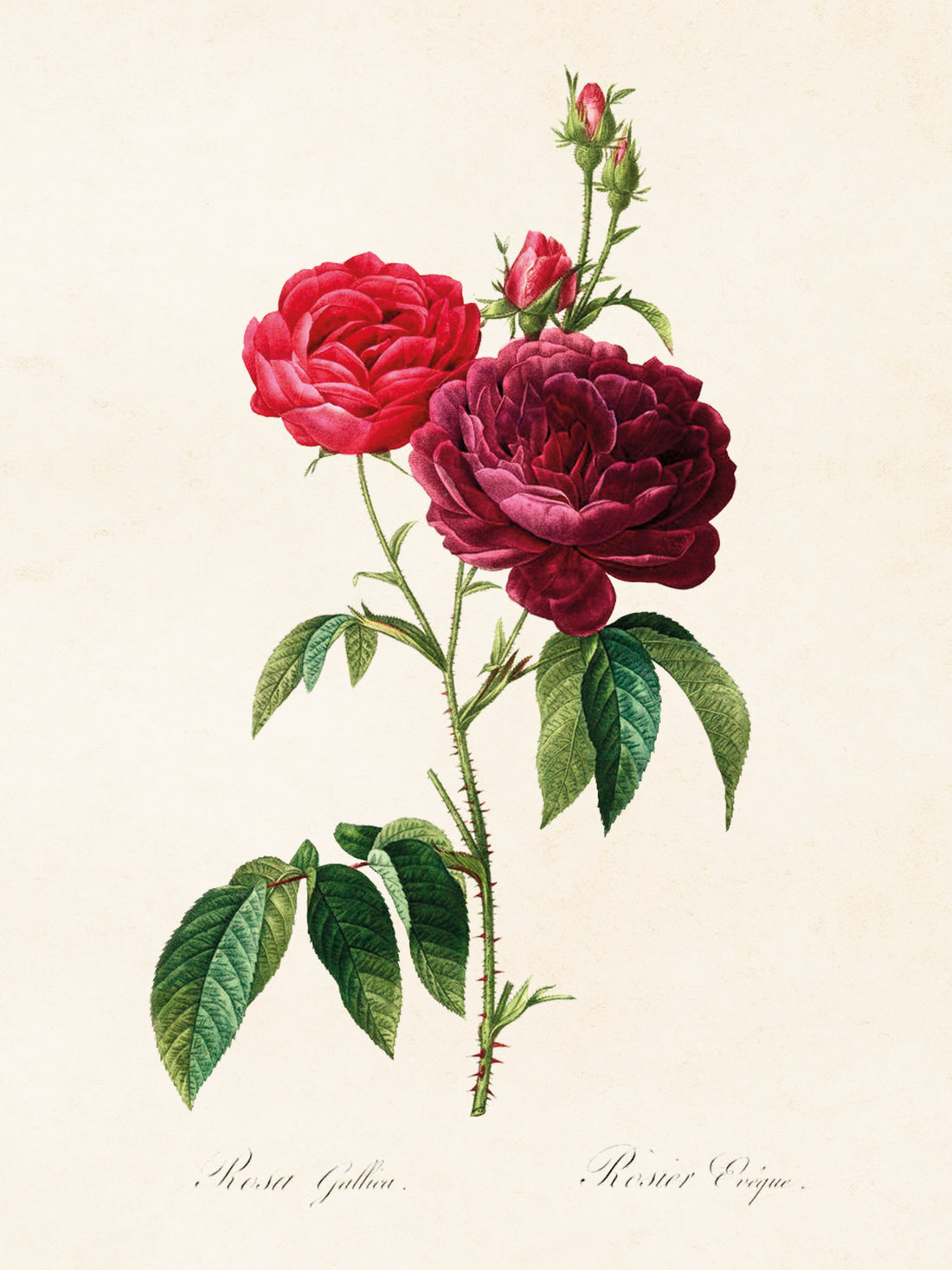 Vintage Druck Rose 18 x 24 cm