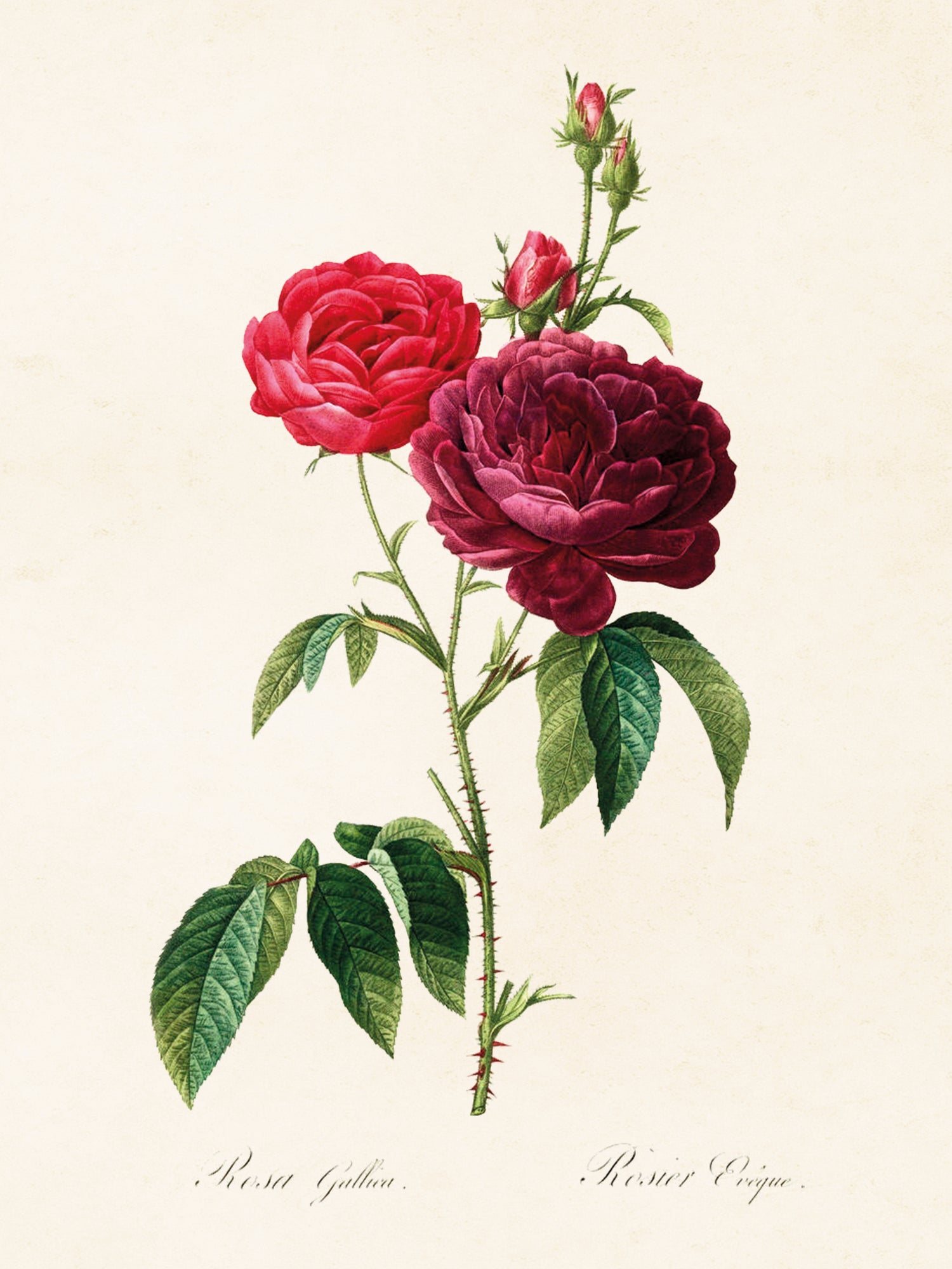 Vintage Druck Rose 18 x 24 cm