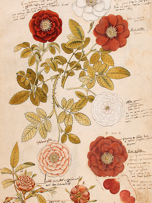 Vintage Druck Anno 1550, Rosen 18 x 24 cm