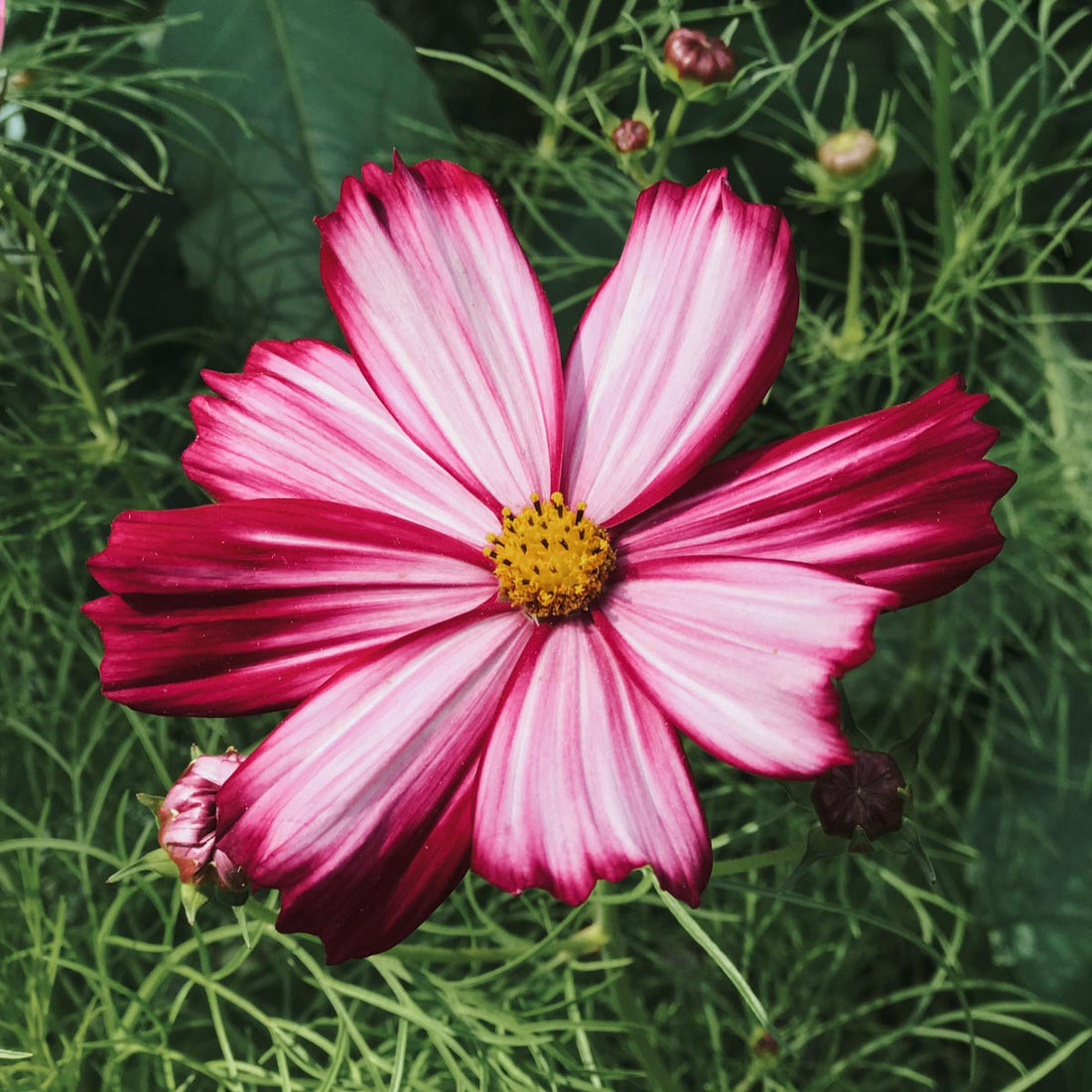 Cosmos Bipinnatus Velouette (Kosmee)
