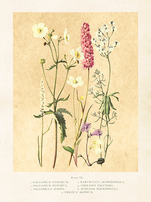 Vintage Druck Sommerblumen 18 x 24 cm