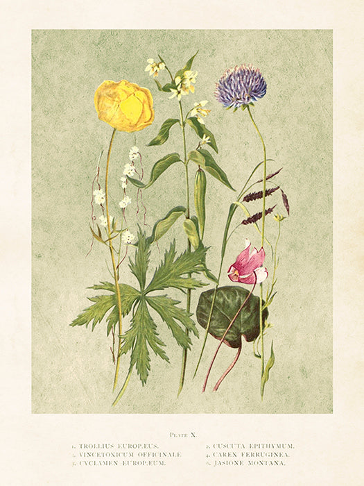Vintage Druck Blumenwiese 18 x 24 cm
