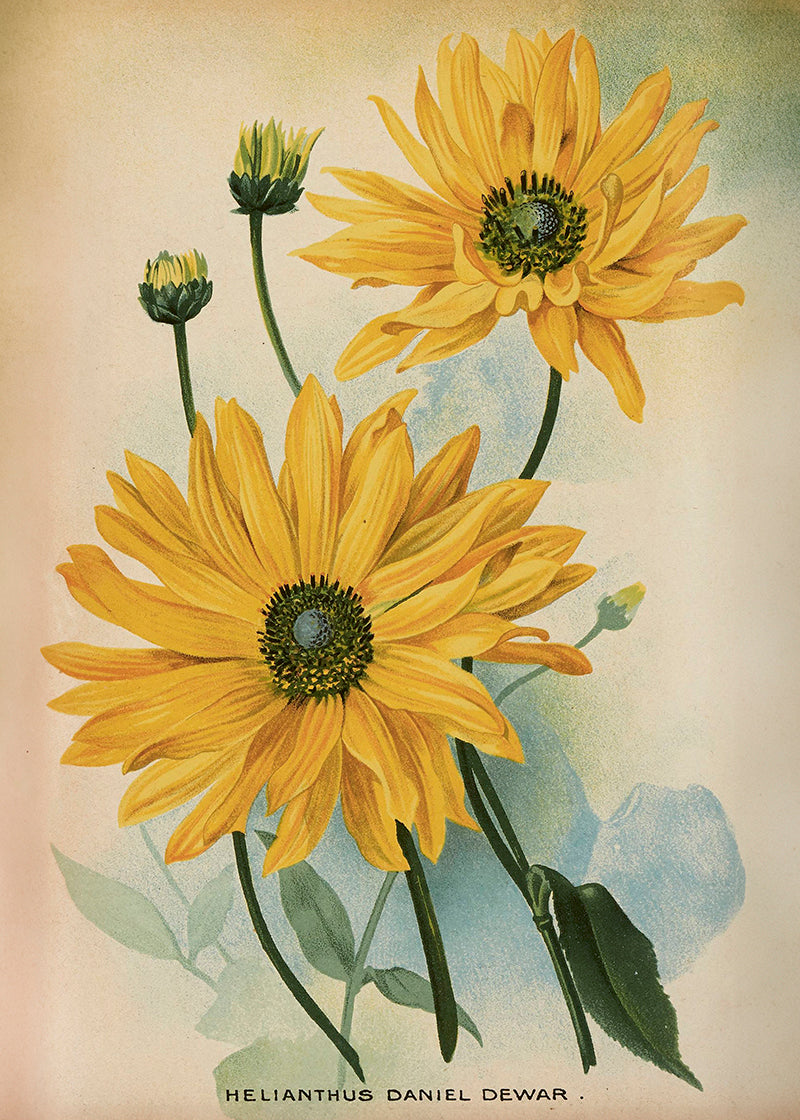 Wandposter Helianthus 50 x 70 cm