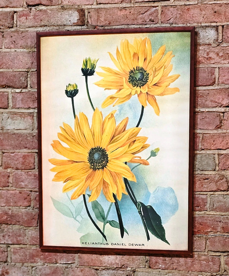 Wandposter Helianthus 50 x 70 cm