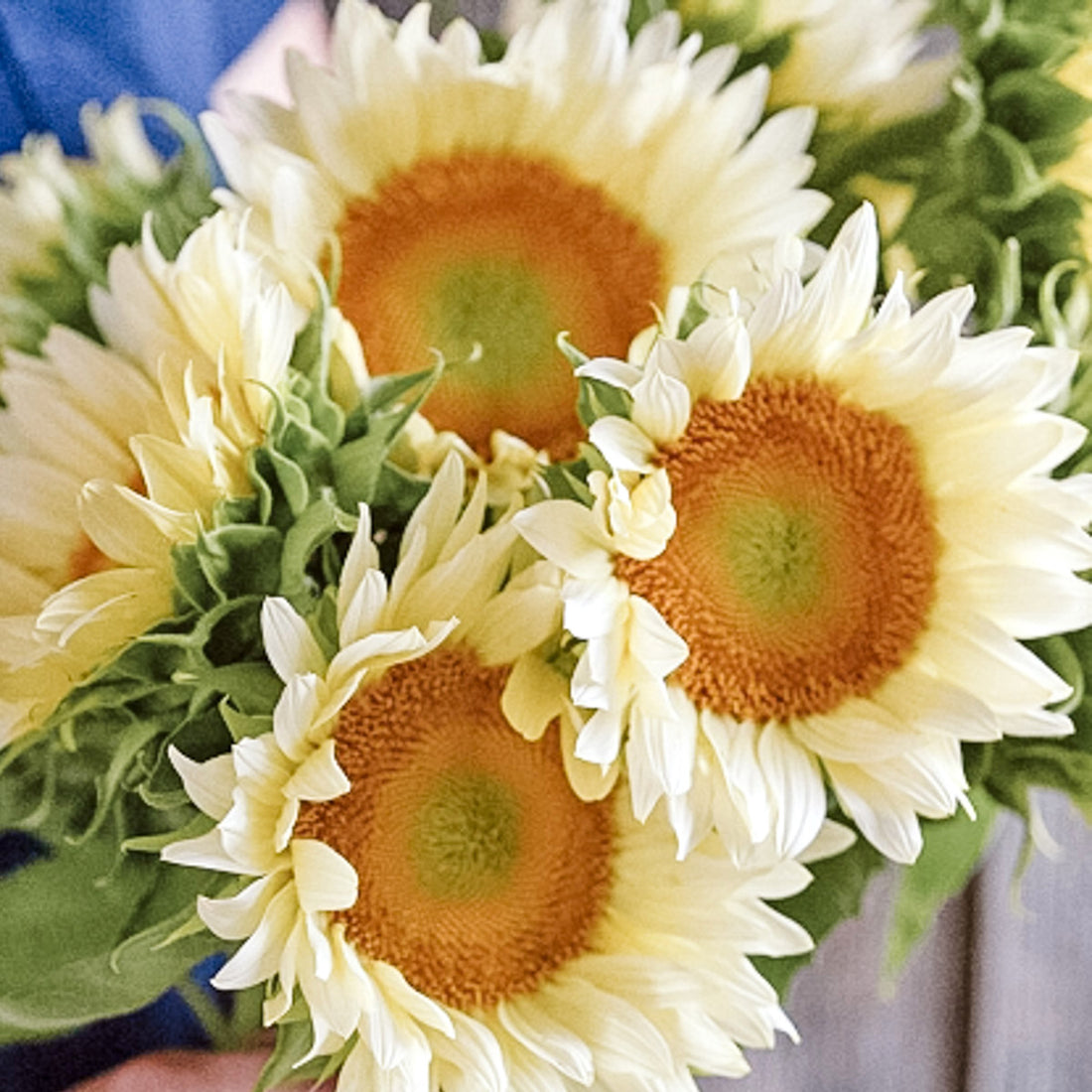 Helianthus debilis Pro Cut White Lite (Sonnenblume)