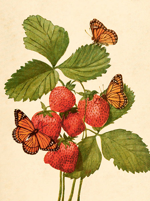 Vintage Druck Strawberry &amp; Butterfly