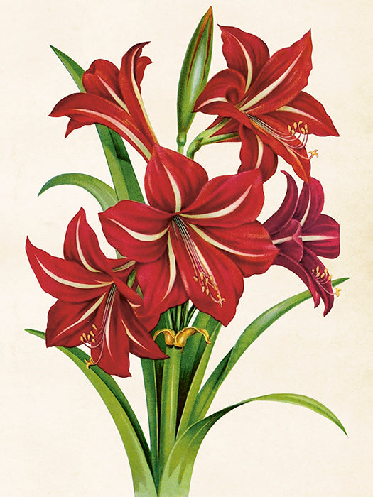 Vintage Druck Amaryllis 18 x 24 cm